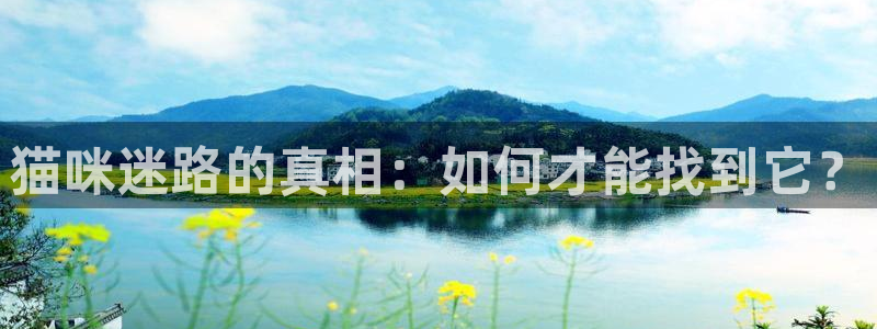 雨燕足球八百直播：猫咪迷路的真相：如何才能找到它？